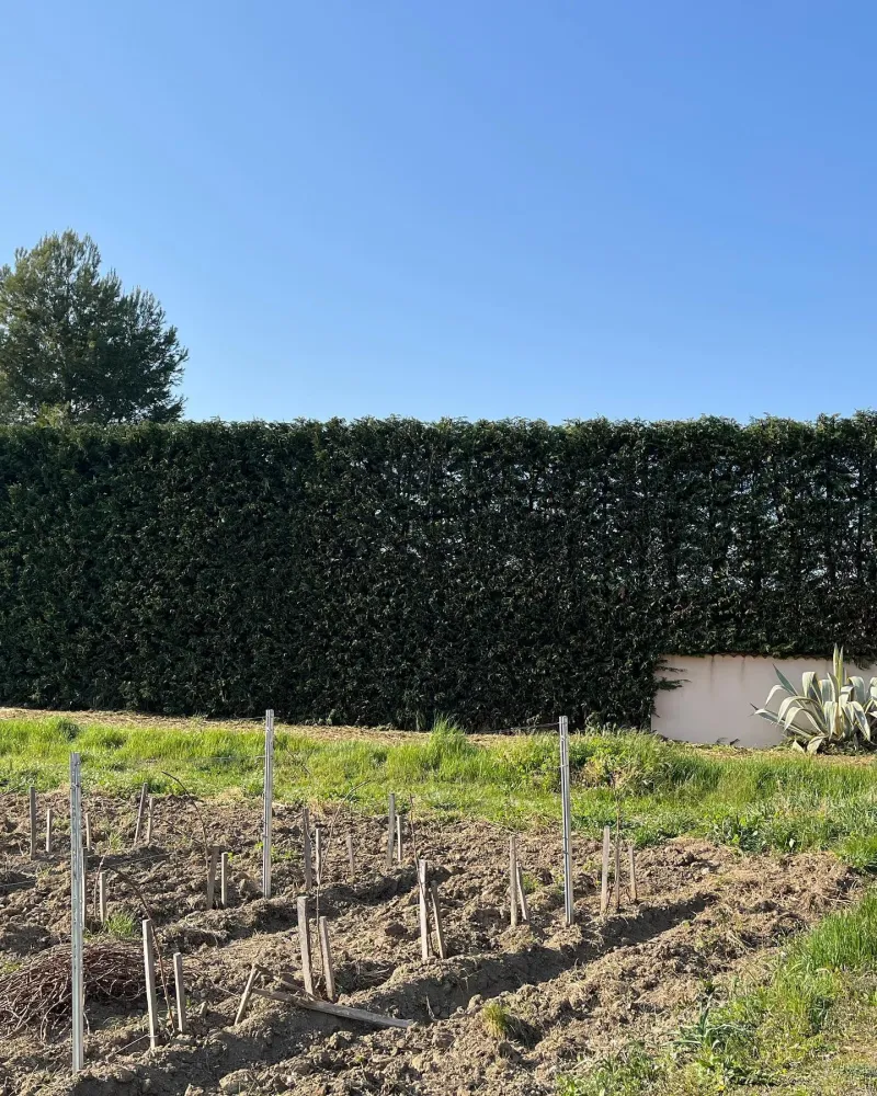 taille et entretien haie (6)